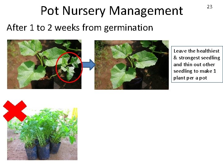 Pot Nursery Management 23 After 1 to 2 weeks from germination Leave the healthiest