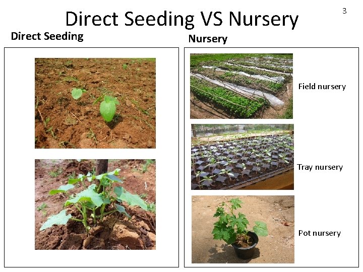 Direct Seeding VS Nursery Direct Seeding 3 Nursery Field nursery Tray nursery Pot nursery