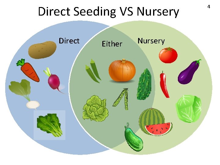 Direct Seeding VS Nursery Direct Either Nursery 4 