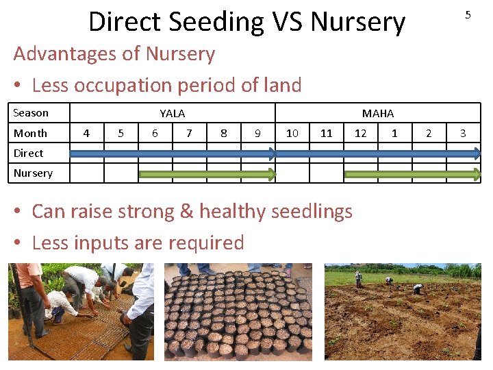 Direct Seeding VS Nursery 5 Advantages of Nursery • Less occupation period of land
