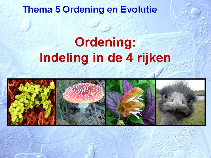 Thema 5 Ordening en Evolutie Ordening: Indeling in de 4 rijken 