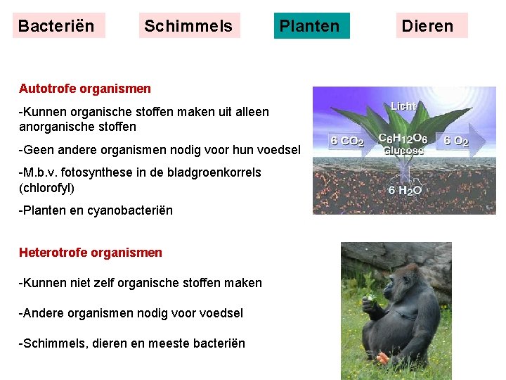 Bacteriën Schimmels Planten Autotrofe organismen -Kunnen organische stoffen maken uit alleen anorganische stoffen -Geen