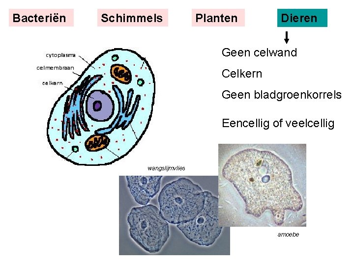 Bacteriën Schimmels Planten Dieren Geen celwand Celkern Geen bladgroenkorrels Eencellig of veelcellig wangslijmvlies amoebe