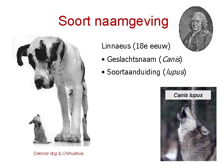 Soort naamgeving Linnaeus (18 e eeuw) • Geslachtsnaam (Canis) • Soortaanduiding (lupus) Canis lupus