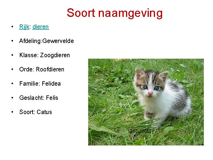 Soort naamgeving • Rijk: dieren • Afdeling: Gewervelde • Klasse: Zoogdieren • Orde: Roofdieren