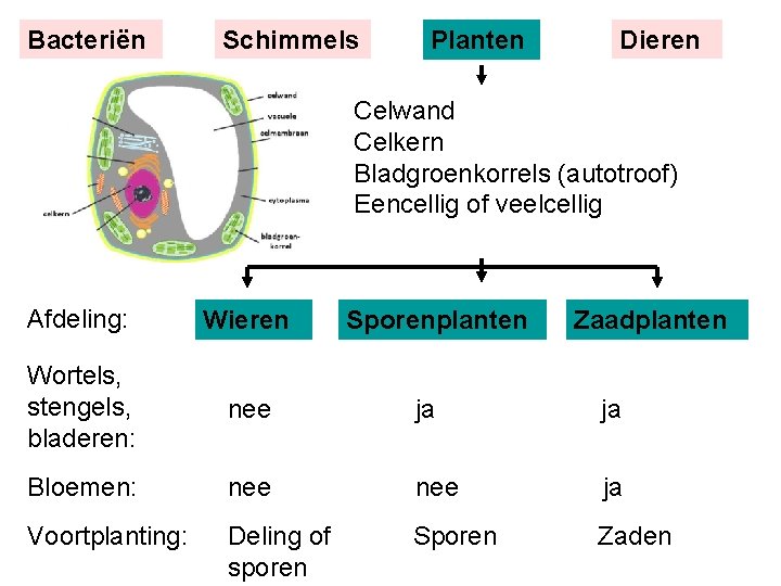 Bacteriën Schimmels Planten Dieren Celwand Celkern Bladgroenkorrels (autotroof) Eencellig of veelcellig Afdeling: Wieren Wortels,