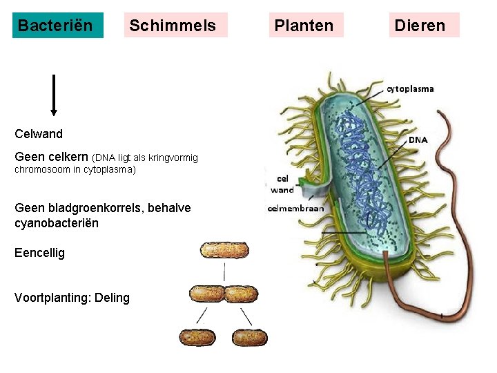 Bacteriën Schimmels Celwand Geen celkern (DNA ligt als kringvormig chromosoom in cytoplasma) Geen bladgroenkorrels,