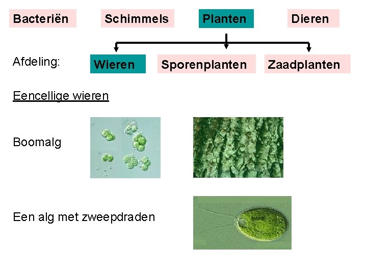 Bacteriën Afdeling: Schimmels Wieren Eencellige wieren Boomalg Een alg met zweepdraden Planten Sporenplanten Dieren