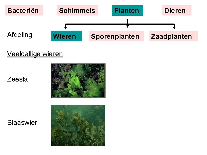 Bacteriën Afdeling: Schimmels Wieren Veelcellige wieren Zeesla Blaaswier Planten Sporenplanten Dieren Zaadplanten 