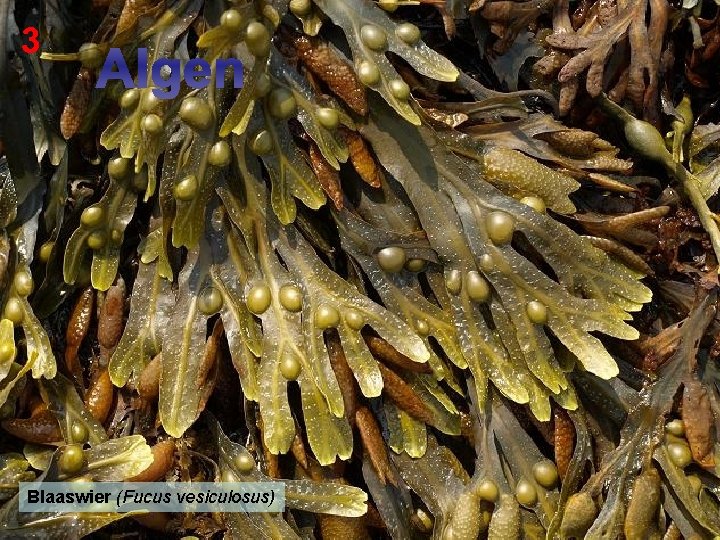 3 Algen Blaaswier (Fucus vesiculosus) 