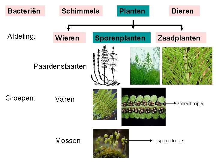 Bacteriën Afdeling: Schimmels Wieren Planten Sporenplanten Dieren Zaadplanten Paardenstaarten Groepen: Varen Mossen sporenhoopje sporendoosje