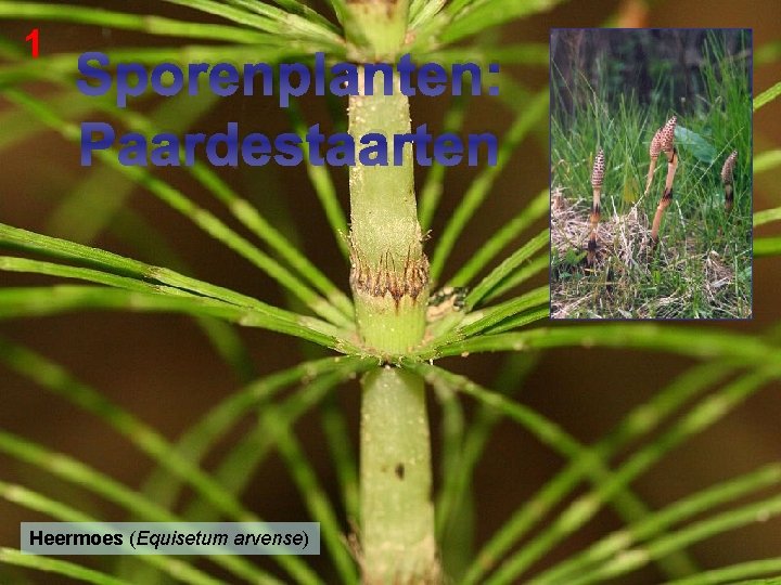 1 Sporenplanten: Paardestaarten Sporenplanten Paardestaarten Heermoes (Equisetum arvense) 