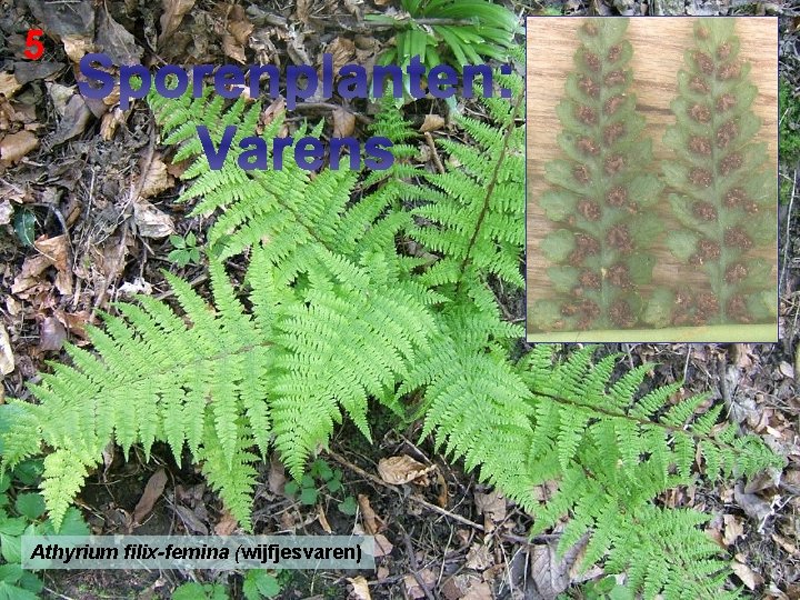 5 Sporenplanten: Varens Athyrium filix-femina (wijfjesvaren) 