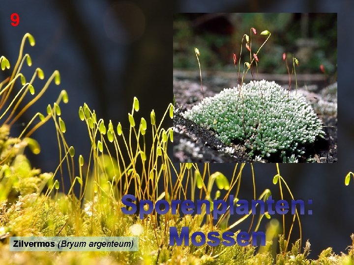 9 Sporenplanten: Mossen Zilvermos (Bryum argenteum) 