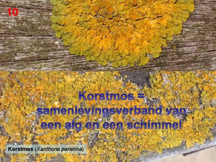 10 Korstmos = samenlevingsverband van een alg en een schimmel Korstmos (Xanthoria parietina) 