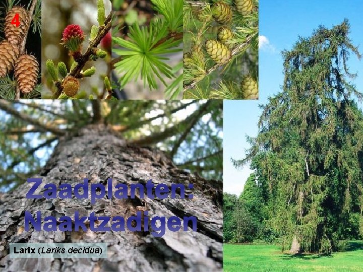 4 Zaadplanten: Naaktzadigen Larix (Lariks decidua) 