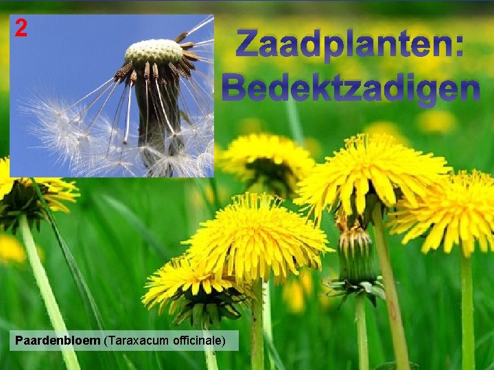 2 Zaadplanten: Bedektzadigen Paardenbloem (Taraxacum officinale) 