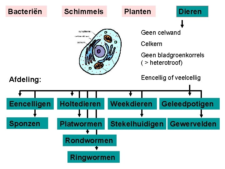 Bacteriën Schimmels Planten Dieren Geen celwand Celkern Geen bladgroenkorrels ( > heterotroof) Eencellig of