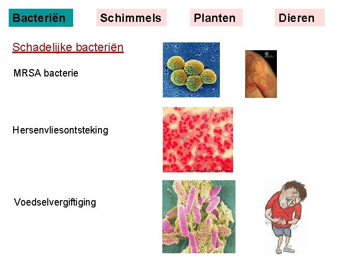 Bacteriën Schimmels Schadelijke bacteriën MRSA bacterie Hersenvliesontsteking Voedselvergiftiging Planten Dieren 