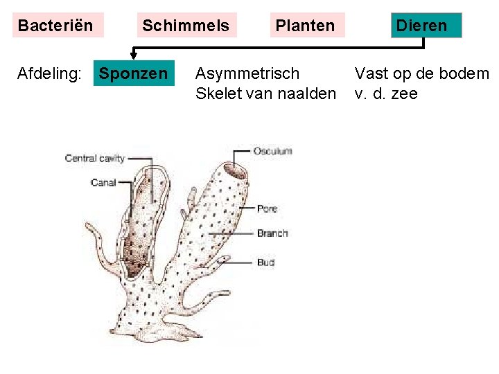 Bacteriën Schimmels Afdeling: Sponzen Planten Asymmetrisch Skelet van naalden Dieren Vast op de bodem