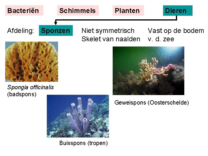 Bacteriën Schimmels Afdeling: Sponzen Planten Niet symmetrisch Skelet van naalden Dieren Vast op de