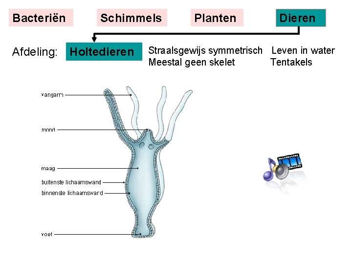 Bacteriën Schimmels Afdeling: Holtedieren Planten Dieren Straalsgewijs symmetrisch Leven in water Meestal geen skelet