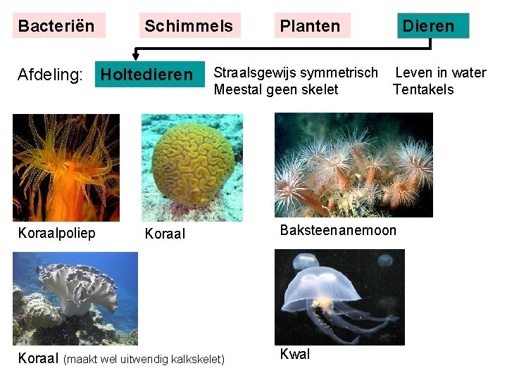 Bacteriën Schimmels Afdeling: Holtedieren Koraalpoliep Koraal Planten Dieren Straalsgewijs symmetrisch Leven in water Meestal