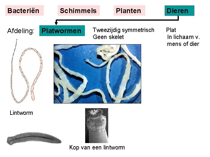 Bacteriën Schimmels Afdeling: Platwormen Planten Tweezijdig symmetrisch Geen skelet Lintworm Kop van een lintworm