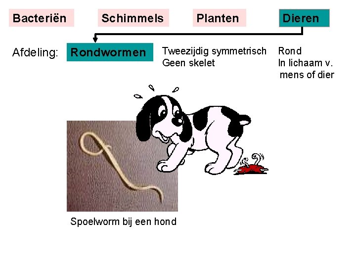 Bacteriën Schimmels Afdeling: Rondwormen Planten Tweezijdig symmetrisch Geen skelet Spoelworm bij een hond Dieren