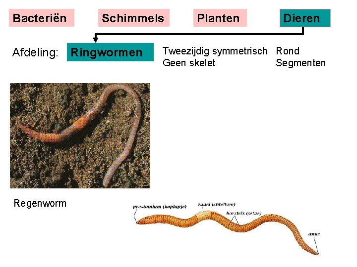 Bacteriën Schimmels Afdeling: Ringwormen Regenworm Planten Dieren Tweezijdig symmetrisch Rond Geen skelet Segmenten 