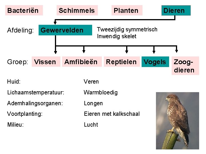 Bacteriën Schimmels Afdeling: Gewervelden Groep: Vissen Planten Dieren Tweezijdig symmetrisch Inwendig skelet Amfibieën Reptielen