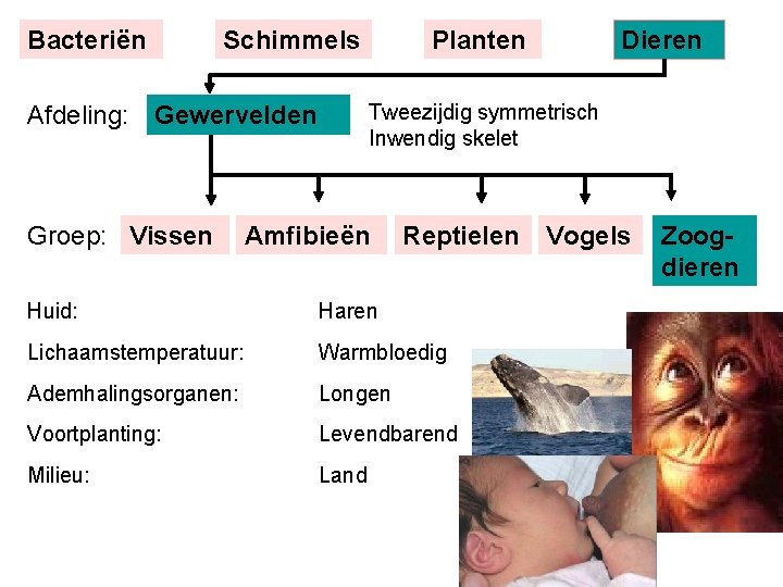 Bacteriën Schimmels Dieren Tweezijdig symmetrisch Inwendig skelet Afdeling: Gewervelden Groep: Vissen Planten Amfibieën Reptielen