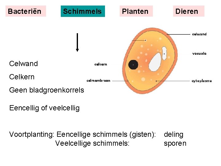 Bacteriën Schimmels Planten Dieren Celwand Celkern Geen bladgroenkorrels Eencellig of veelcellig Voortplanting: Eencellige schimmels