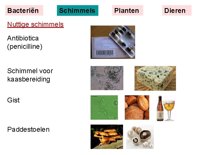 Bacteriën Schimmels Nuttige schimmels Antibiotica (penicilline) Schimmel voor kaasbereiding Gist Paddestoelen Planten Dieren 