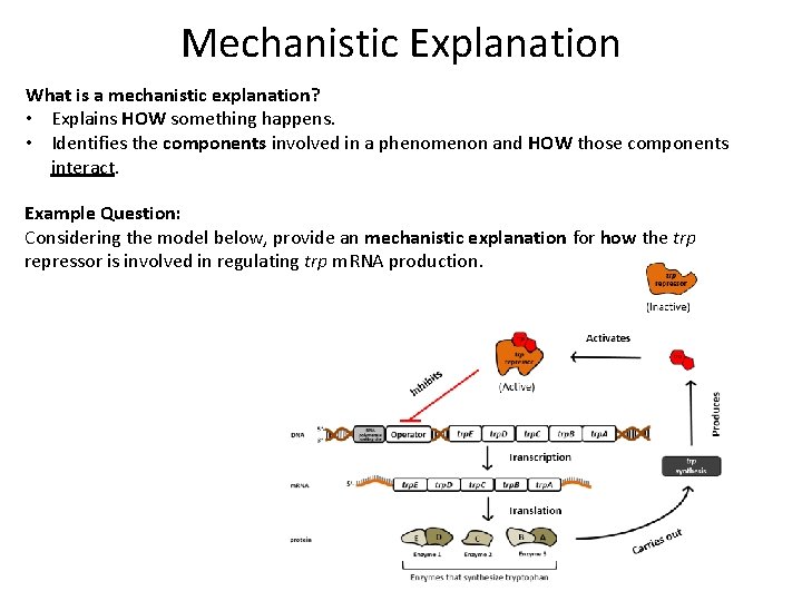 Mechanistic Explanation What is a mechanistic explanation? • Explains HOW something happens. • Identifies