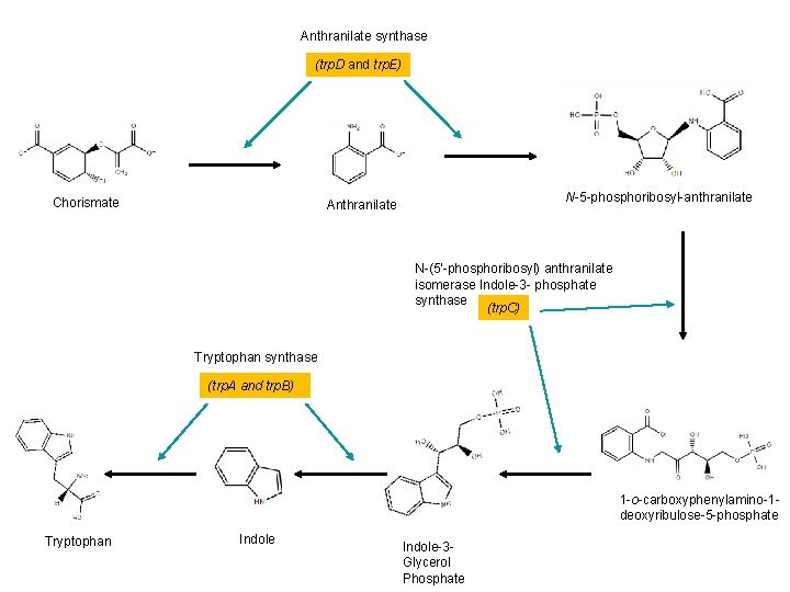 Anthranilate synthase (trp. D and trp. E) Chorismate N-5 -phosphoribosyl-anthranilate Anthranilate N-(5'-phosphoribosyl) anthranilate isomerase