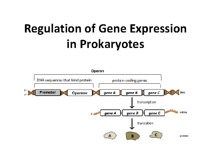 Regulation of Gene Expression in Prokaryotes 