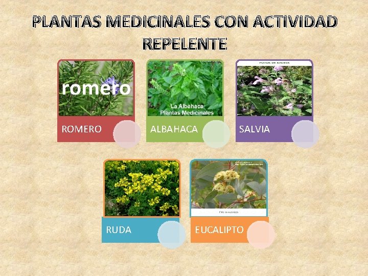 PLANTAS MEDICINALES CON ACTIVIDAD REPELENTE ROMERO ALBAHACA RUDA SALVIA EUCALIPTO 