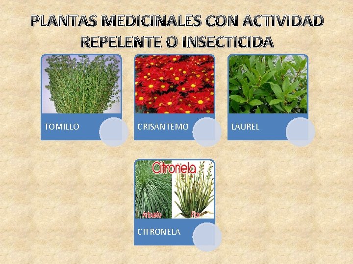 PLANTAS MEDICINALES CON ACTIVIDAD REPELENTE O INSECTICIDA TOMILLO CRISANTEMO CITRONELA LAUREL 