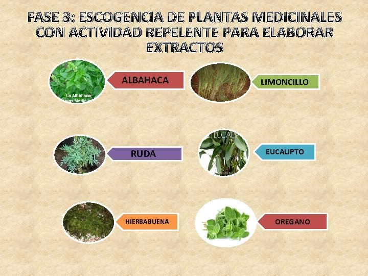 FASE 3: ESCOGENCIA DE PLANTAS MEDICINALES CON ACTIVIDAD REPELENTE PARA ELABORAR EXTRACTOS ALBAHACA LIMONCILLO