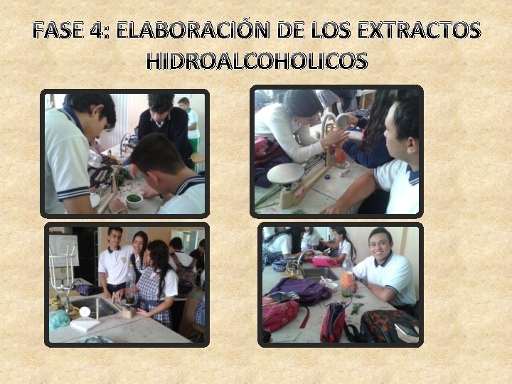 FASE 4: ELABORACIÓN DE LOS EXTRACTOS HIDROALCOHOLICOS 