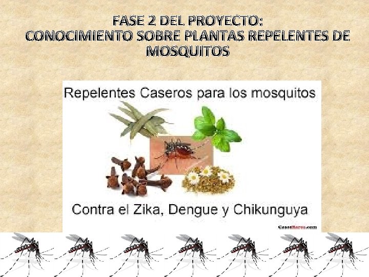 FASE 2 DEL PROYECTO: CONOCIMIENTO SOBRE PLANTAS REPELENTES DE MOSQUITOS 