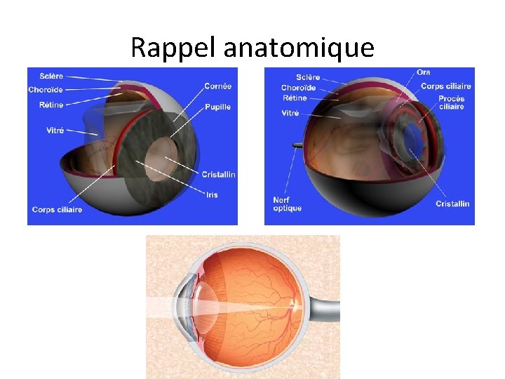 Rappel anatomique 