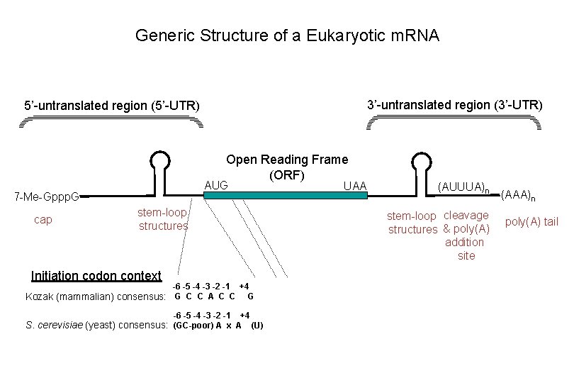 Generic Structure of a Eukaryotic m. RNA 3’-untranslated region (3’-UTR) 5’-untranslated region (5’-UTR) Open