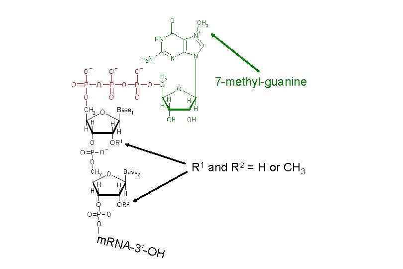 7 -methyl-guanine R 1 and R 2 = H or CH 3 m. RN