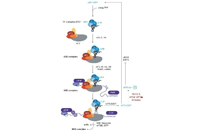 Gcn 2 & other e. IF 2 kinases 