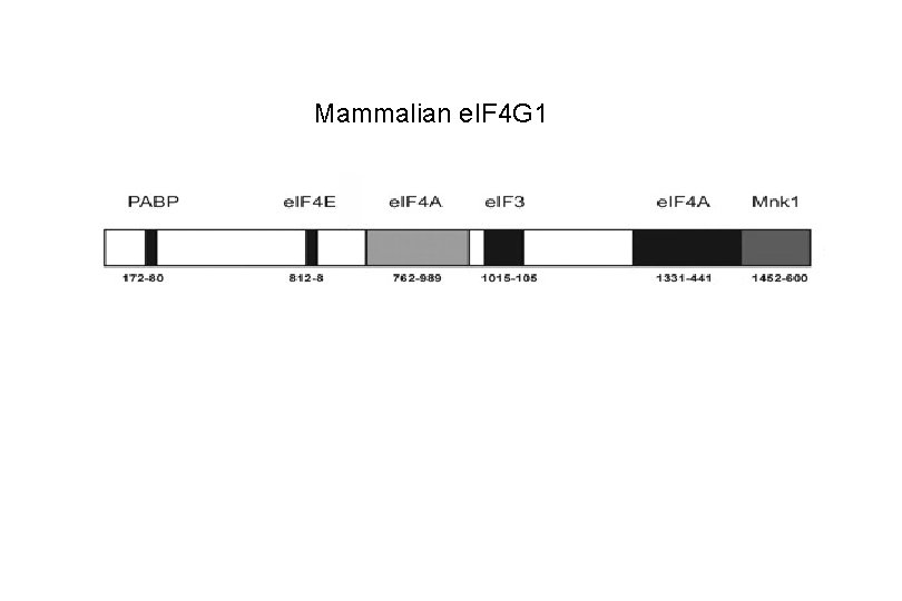 Mammalian e. IF 4 G 1 