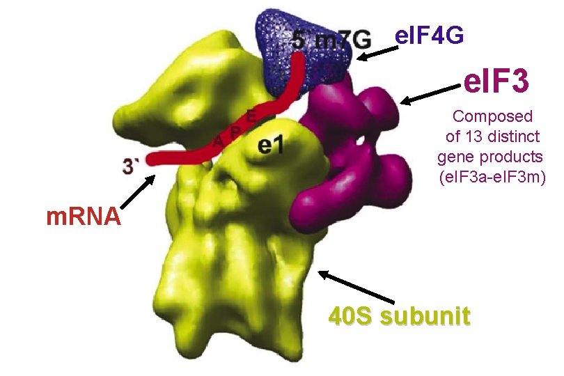 e. IF 4 G e. IF 3 Composed of 13 distinct gene products (e.