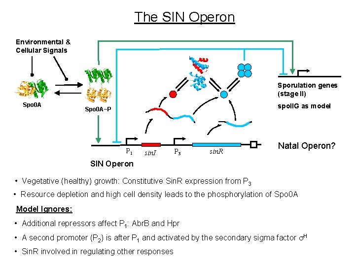 The SIN Operon Environmental & Cellular Signals Sporulation genes (stage II) Spo 0 A The SIN Operon Environmental & Cellular Signals Sporulation genes (stage II) Spo 0 A