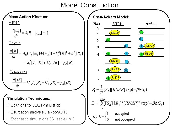 Model Construction Mass Action Kinetics: m. RNA Shea-Ackers Model: State: spo. IIG SIN-P 1 Model Construction Mass Action Kinetics: m. RNA Shea-Ackers Model: State: spo. IIG SIN-P 1
